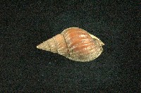 藏品(蟹螯織紋螺)的圖片